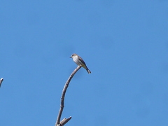 Pyrocephalus rubinus