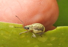 Sciobius