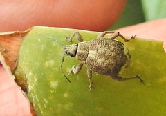 Sciobius