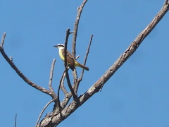 Pitangus sulphuratus