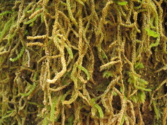 Weymouthia cochlearifolia