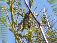 Serpophaga griseicapilla