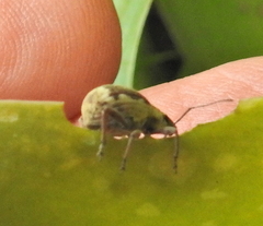 Sciobius