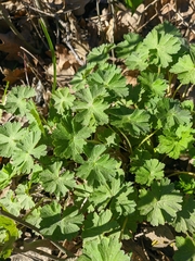 Geranium asphodeloides
