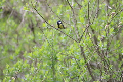Parus major newtoni