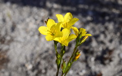 Linum africanum