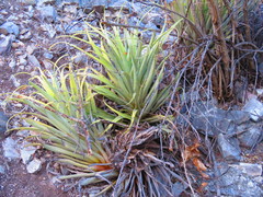 Tillandsia roseoscapa