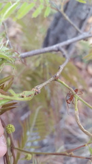 Ectatomma tuberculatum