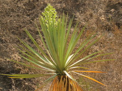 Yucca mixtecana