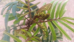 Ectatomma tuberculatum