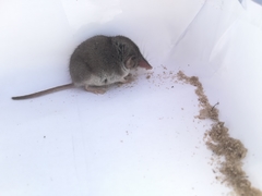 Myosorex varius