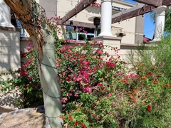 Bougainvillea