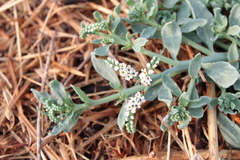 Heliotropium curassavicum