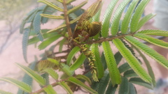 Ectatomma tuberculatum