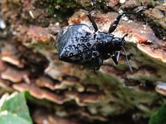Cypherotylus tigrinus