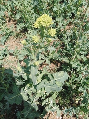 Brassica napus napus