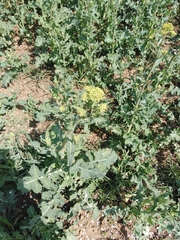 Brassica napus napus