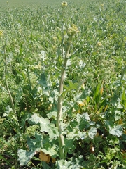 Brassica napus napus