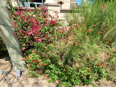 Lantana