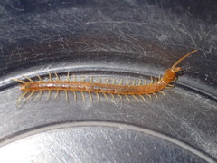 Scolopocryptops gracilis