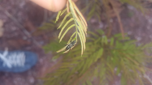 Neoclytus irroratus