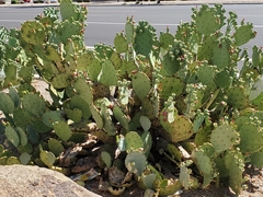 Opuntia