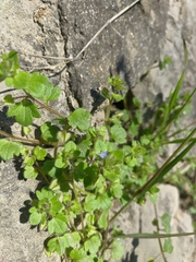 Veronica triloba