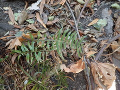Polystichum imbricans curtum