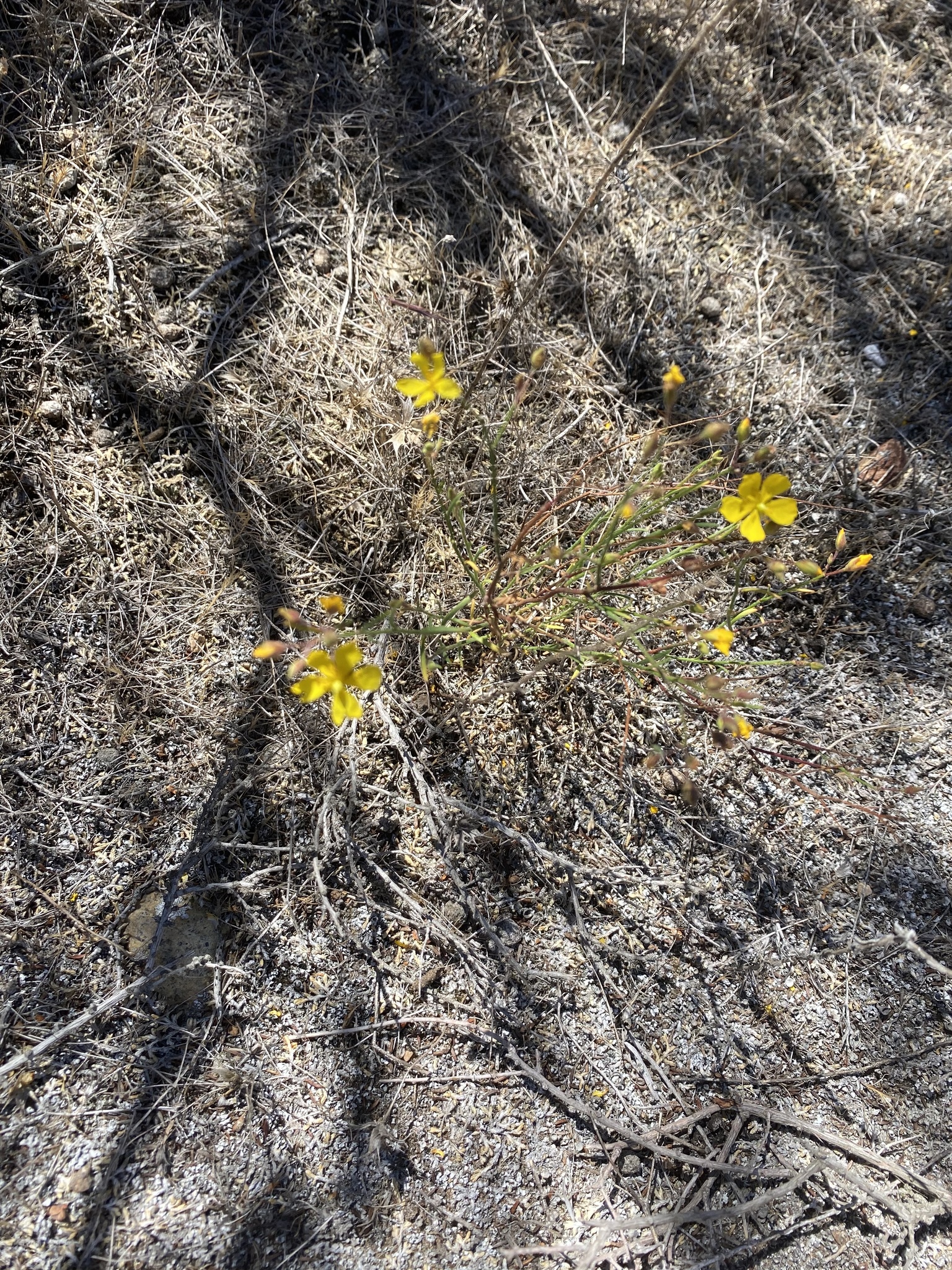 Crocanthemum scoparium var. scoparium