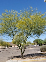 Parkinsonia