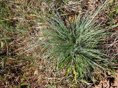 Festuca roemeri roemeri