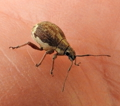 Sciobius
