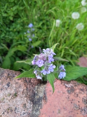 Pentaglottis sempervirens