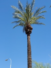 Arecaceae