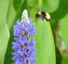 Bombus pensylvanicus image