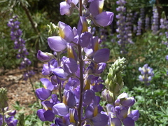 Lupinus grayi