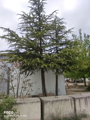 Cedrus atlantica