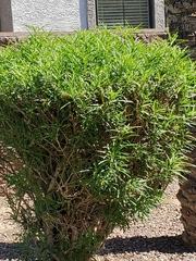 Nerium oleander
