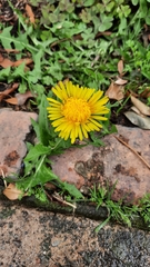 Taraxacum officinale