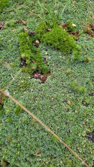 Bolax gummifera