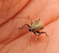 Sciobius