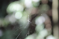 Micrathena nigrichelis