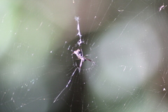 Micrathena nigrichelis