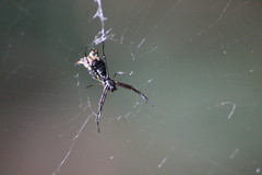 Micrathena nigrichelis