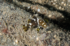 Epinephelus maculatus