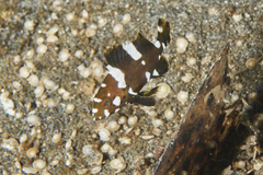 Epinephelus maculatus