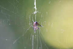 Micrathena nigrichelis
