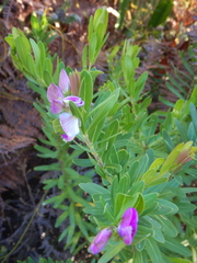 Polygala myrtifolia