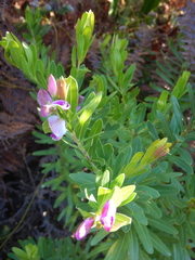 Polygala myrtifolia