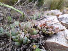 Corpuscularia lehmannii